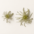 Two Narrows Bay Baits 2.5-inch Dock Spiders shown fully in frame on a clean neutral studio surface